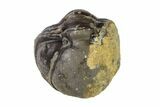 Bargain, Wide, Enrolled Austerops Trilobite - Morocco #156998-2